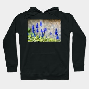 Grape hyacinths flowers in front of stone wall Hoodie